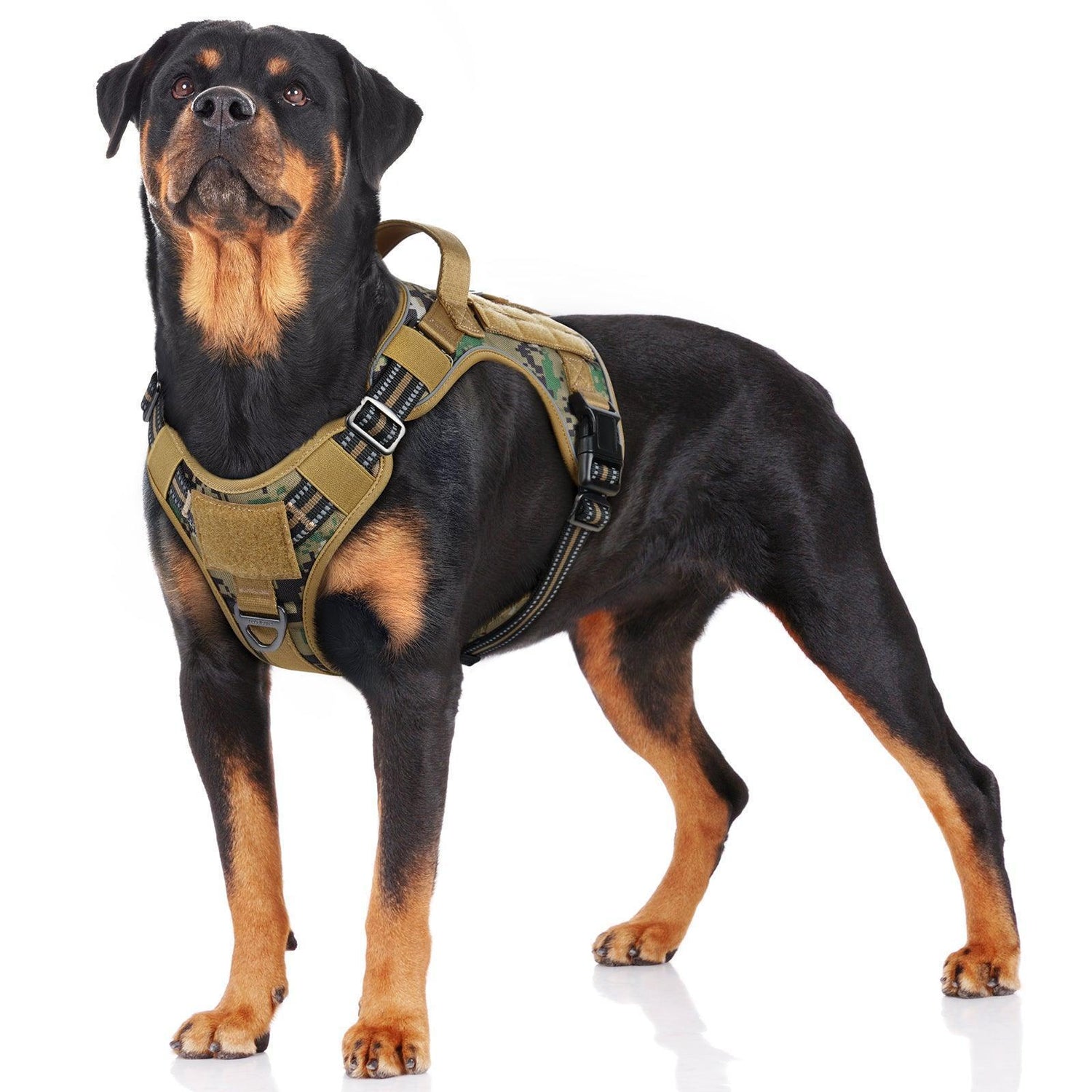 Dog Collar | Harness