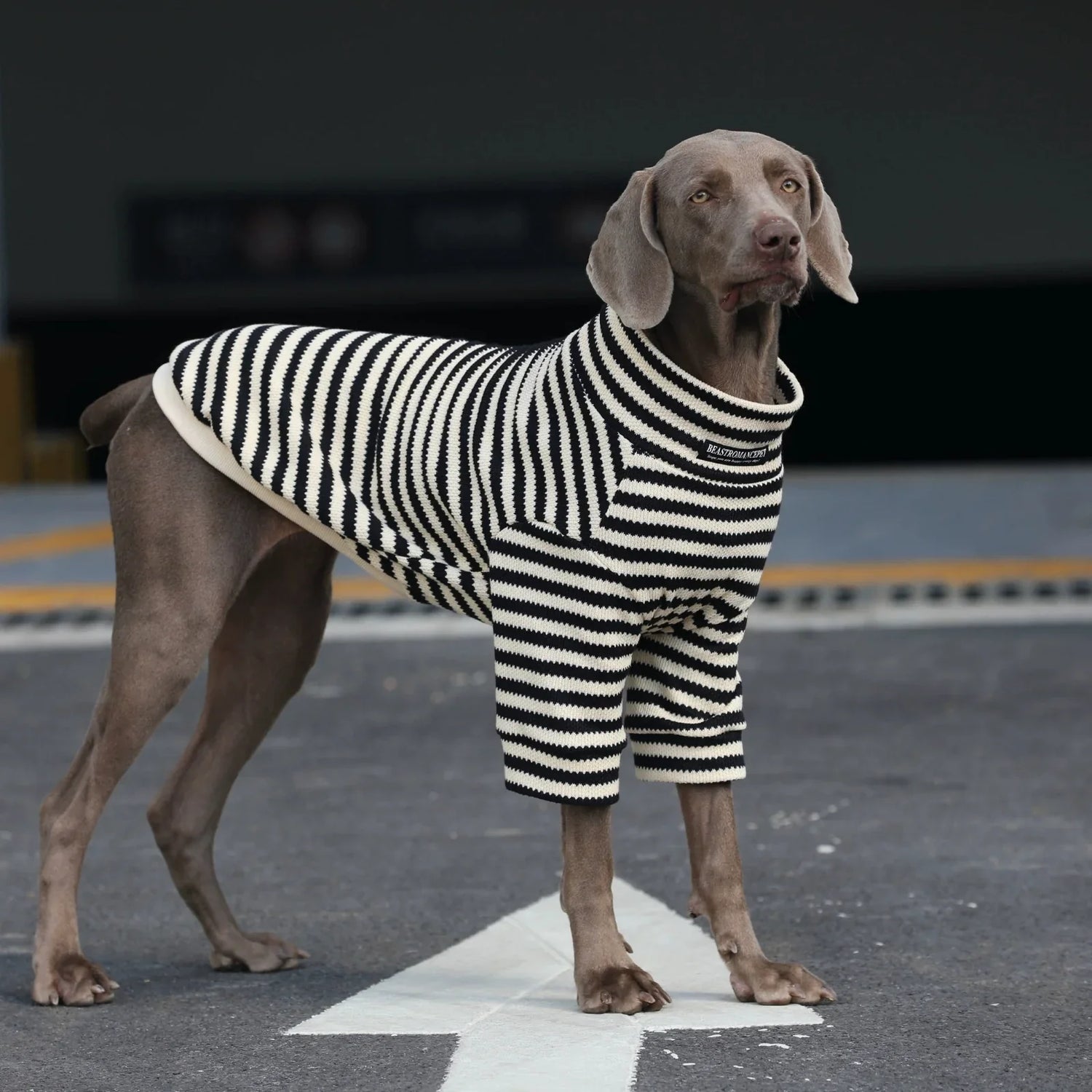 Dog Clothes