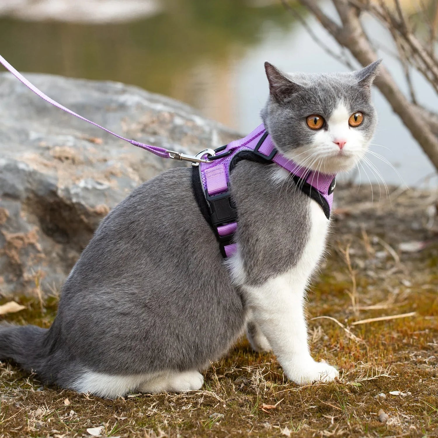 Cat Collar | Harness
