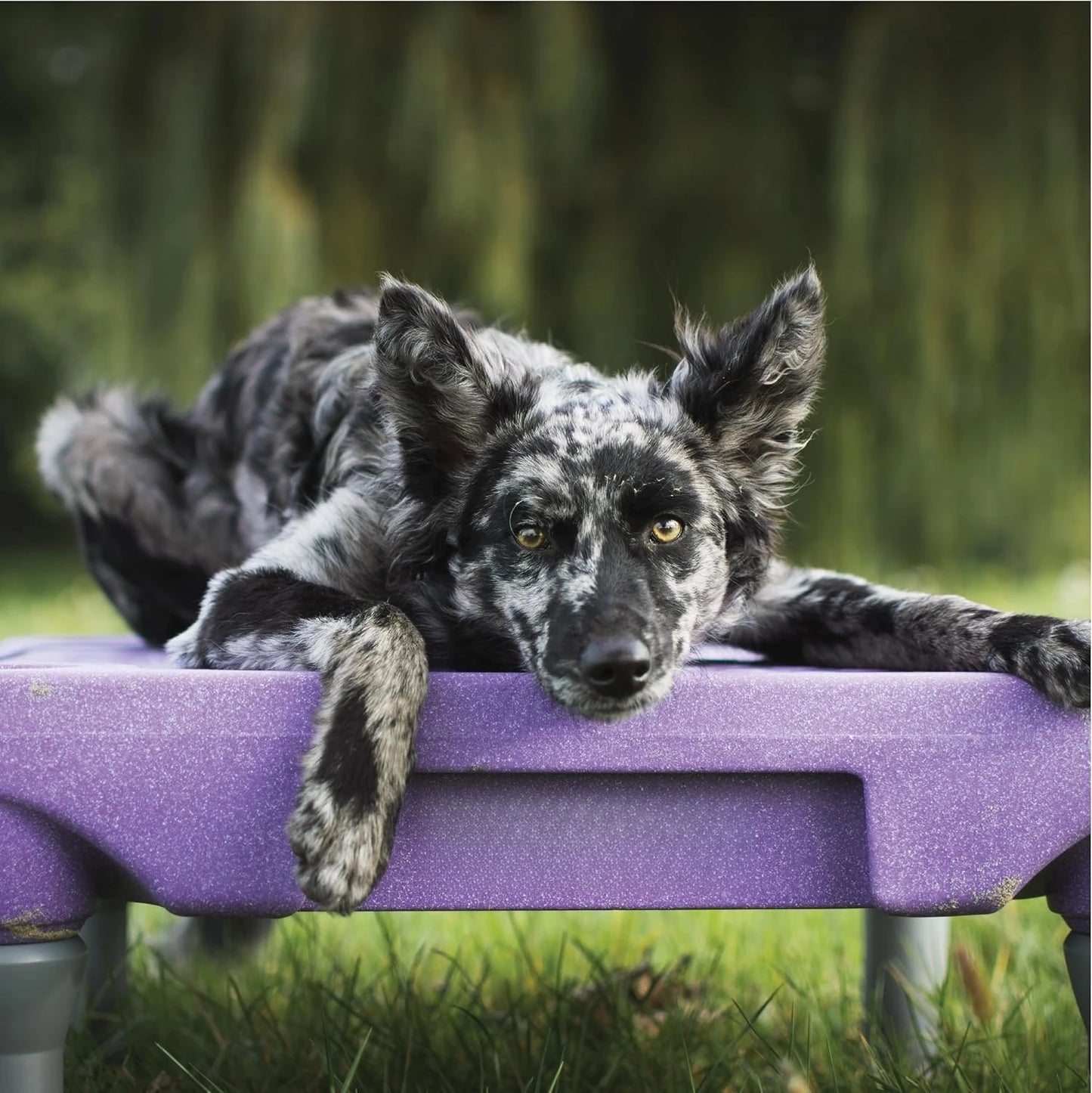 Training Kit, Professionally Designed Dog Platform and Accessories for Training and Agility and Accessories