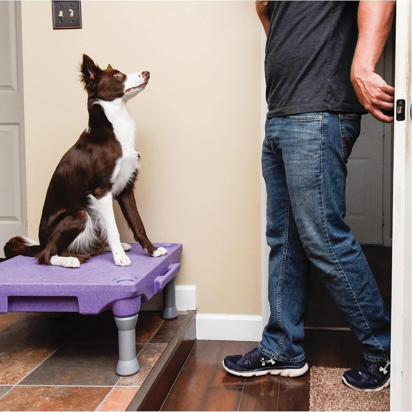 Training Kit, Professionally Designed Dog Platform and Accessories for Training and Agility and Accessories