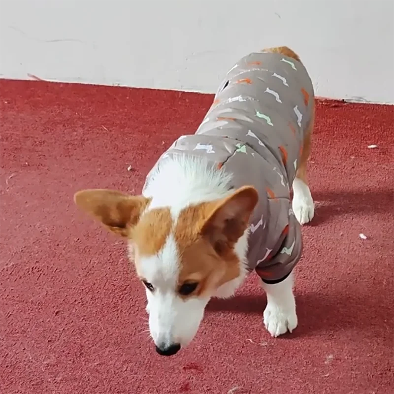 Autumn and winter pet clothing, Teddy bichon frise fleece, thickened and comfortable warm clothes, pet cat and dog supplies